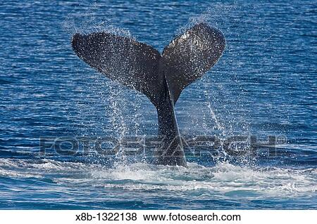 Stock Photo - Adult humpback whales Megaptera novaeangliae in Dahlman Bay, South Shetland Island Group, just north of the Antarctic Peninsula. Fotosearch