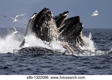 Adult Humpback Whales Megaptera novaeangliae cooperative bubble-net feeding for herring in Iyoukeen Bay, Chichagof Island, Southeast Alaska View Large Photo Image Stock Photograph - Adult Humpback Whales Megaptera novaeangliae cooperative bubble-net feeding for herring in Iyoukeen Bay, Chichagof Island, Southeast Alaska. Fotosearch