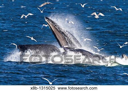 Stock Photography - Adult humpback whales Megaptera novaeangliae co-operatively? bubble-net? feeding along the west side of Chatham Strait in Southeast Alaska, USA Pacific Ocean. Fotosearch