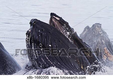 Adult humpback whales Megaptera novaeangliae co-operatively bubble-net feeding in Snow Pass, Southeast Alaska, USA Pacific Ocean View Large Photo Image Stock Photography - Adult humpback whales Megaptera novaeangliae co-operatively bubble-net feeding in Snow Pass, Southeast Alaska, USA Pacific Ocean. Fotosearch