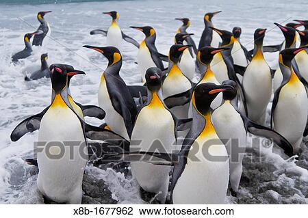 Adult king penguins Aptenodytes patagonicus returning from sea to the nesting and breeding colony at Salisbury Plain on South Georgia Island, Southern Ocean View Large Photo Image Stock Image - Adult king penguins Aptenodytes patagonicus returning from sea to the nesting and breeding colony at Salisbury Plain on South Georgia Island, Southern Ocean. Fotosearch