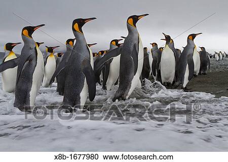 Stock Image - Adult king penguins Aptenodytes patagonicus returning from sea to the nesting and breeding colony at Salisbury Plain on South Georgia Island, Southern Ocean. Fotosearch