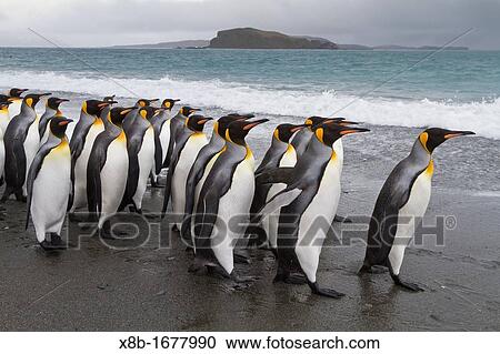 Adult king penguins Aptenodytes patagonicus returning to the sea from the nesting and breeding colony at Salisbury Plain on South Georgia Island, Southern Ocean View Large Photo Image Stock Image - Adult king penguins Aptenodytes patagonicus returning to the sea from the nesting and breeding colony at Salisbury Plain on South Georgia Island, Southern Ocean. Fotosearch