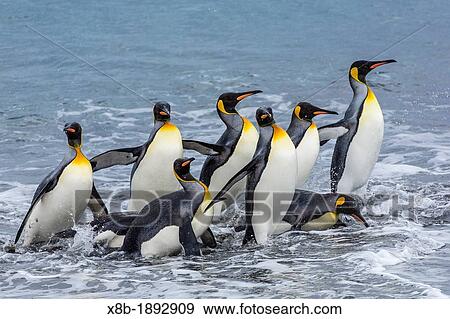 Stock Photo - Adult king penguins Aptenodytes patagonicus returning from the sea to the nesting and breeding colony at Salisbury Plain on South Georgia Island, South Atlantic Ocean. Fotosearch
