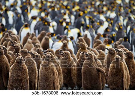 Stock Photograph - Adult king penguins Aptenodytes patagonicus amongst chicks called? okum boys? at nesting and breeding colony at Gold Harbour on South Georgia Island, Southern Ocean. Fotosearch