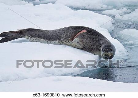 Adult leopard seal Hydrurga leptonyx hauled out on ice floe note the fresh wound on the right side of body at Dorian Bay near the Antarctic Peninsula, Southern Ocean View Large Photo Image Stock Image - Adult leopard seal Hydrurga leptonyx hauled out on ice floe note the fresh wound on the right side of body at Dorian Bay near the Antarctic Peninsula, Southern Ocean. Fotosearch
