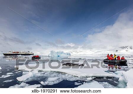 Adult leopard seal (Hydrurga leptonyx) on ice floe with Lindblad Expedition guests in the Enterprise Islands near the Antarctic Peninsula, Southern Ocean. View Large Photo Image Stock Image - Adult leopard seal (Hydrurga leptonyx) on ice floe with Lindblad Expedition guests in the Enterprise Islands near the Antarctic Peninsula, Southern Ocean.. Fotosearch