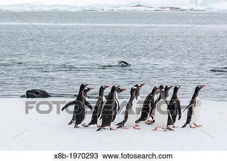 Adult leopard seal (Hydrurga leptonyx) stalking gentoo penguins (Pygoscelis papua) on ice floe in Port Lockroy, Antarctic Peninsula, Southern Ocean. View Large Photo Image Stock Image - Adult leopard seal (Hydrurga leptonyx) stalking gentoo penguins (Pygoscelis papua) on ice floe in Port Lockroy, Antarctic Peninsula, Southern Ocean.. Fotosearch