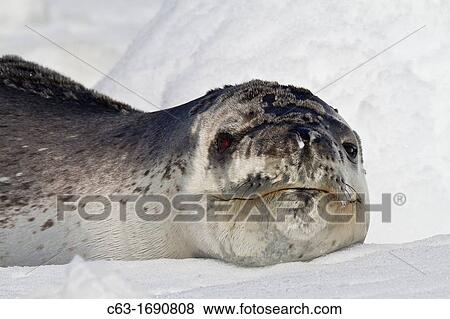 Adult leopard seal Hydrurga leptonyx hauled out on ice floe at Dorian Bay near the Antarctic Peninsula, Southern Ocean View Large Photo Image Stock Photo - Adult leopard seal Hydrurga leptonyx hauled out on ice floe at Dorian Bay near the Antarctic Peninsula, Southern Ocean. Fotosearch