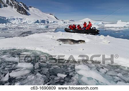 Adult leopard seal Hydrurga leptonyx with Lindblad Expedition guests in Dorian Bay near the Antarctic Peninsula, Southern Ocean View Large Photo Image Stock Photo - Adult leopard seal Hydrurga leptonyx with Lindblad Expedition guests in Dorian Bay near the Antarctic Peninsula, Southern Ocean. Fotosearch