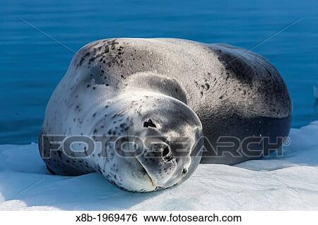 Adult leopard seal, Hydrurga leptonyx, Booth Island, Antarctic Peninsula, Southern Ocean. View Large Photo Image Stock Photograph - Adult leopard seal, Hydrurga leptonyx, Booth Island, Antarctic Peninsula, Southern Ocean.. Fotosearch