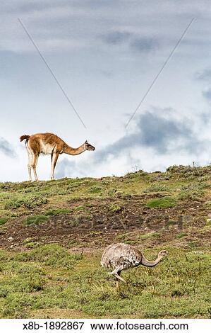 Adult lesser rhea Pterocnemia pennata foraging near an adult guanaco Lama guanicoe in Torres del Paine National Park, Patagonia, Chile View Large Photo Image Stock Photo - Adult lesser rhea Pterocnemia pennata foraging near an adult guanaco Lama guanicoe in Torres del Paine National Park, Patagonia, Chile. Fotosearch