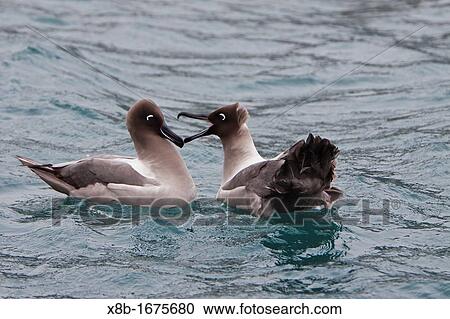 Adult light-mantled sooty albatross Phoebetria palpebrata pair on the water near South Georgia, South Atlantic Ocean View Large Photo Image Stock Image - Adult light-mantled sooty albatross Phoebetria palpebrata pair on the water near South Georgia, South Atlantic Ocean. Fotosearch