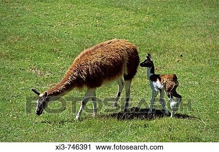 Adult llama grazing, and very young baby llama, Machu Picchu, Peru View Large Photo Image Stock Image - Adult llama grazing, and very young baby llama, Machu Picchu, Peru. Fotosearch