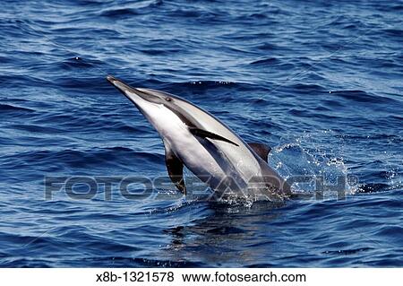 Adult Long-beaked Common Dolphin Delphinus capensis in the southern Gulf of California Sea of Cortez, Mexico View Large Photo Image Stock Photo - Adult Long-beaked Common Dolphin Delphinus capensis in the southern Gulf of California Sea of Cortez, Mexico. Fotosearch