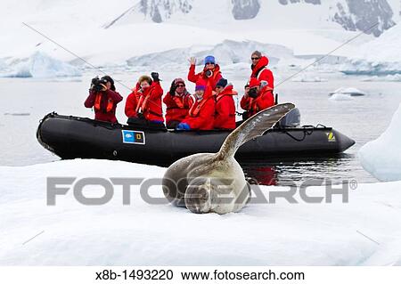 Adult male leopard seal Hydrurga leptonyx hauled out on ice in the Gullet near the Antarctic Peninsula, Southern Ocean View Large Photo Image Stock Image - Adult male leopard seal Hydrurga leptonyx hauled out on ice in the Gullet near the Antarctic Peninsula, Southern Ocean. Fotosearch