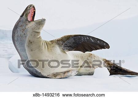 Adult male leopard seal Hydrurga leptonyx hauled out on ice in the Gullet near the Antarctic Peninsula, Southern Ocean View Large Photo Image Stock Photograph - Adult male leopard seal Hydrurga leptonyx hauled out on ice in the Gullet near the Antarctic Peninsula, Southern Ocean. Fotosearch