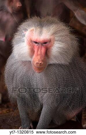 Adult male Papio Hamadryas baboon View Large Photo Image Stock Photography - Adult male Papio Hamadryas baboon. Fotosearch