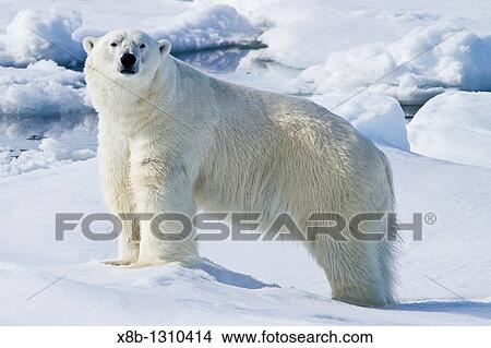 Adult male polar bear Ursus maritimus on multi-year ice floes in the Barents Sea off the eastern coast of Spitsbergen in the Svalbard Archipelago, Norway View Large Photo Image Picture - Adult male polar bear Ursus maritimus on multi-year ice floes in the Barents Sea off the eastern coast of Spitsbergen in the Svalbard Archipelago, Norway. Fotosearch