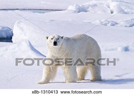 Adult male polar bear Ursus maritimus on multi-year ice floes in the Barents Sea off the eastern coast of Spitsbergen in the Svalbard Archipelago, Norway View Large Photo Image Stock Image - Adult male polar bear Ursus maritimus on multi-year ice floes in the Barents Sea off the eastern coast of Spitsbergen in the Svalbard Archipelago, Norway. Fotosearch
