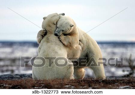 Adult male Polar Bears Ursus maritimus in ritualistic fighting stance injuries are rare near Churchill, Manitoba, Canada View Large Photo Image Stock Image - Adult male Polar Bears Ursus maritimus in ritualistic fighting stance injuries are rare near Churchill, Manitoba, Canada. Fotosearch