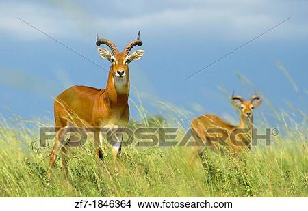 Picture - Adult male Ugandan Kob Kobus kob thomasi standing facing camera. Fotosearch