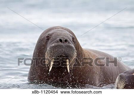 Adult male walrus Odobenus rosmarus rosmarus in the water just off the beach at Poolepynten in Prins Karls Forland in the Svalbard Archipelago in the Barents Sea, Norway View Large Photo Image Picture - Adult male walrus Odobenus rosmarus rosmarus in the water just off the beach at Poolepynten in Prins Karls Forland in the Svalbard Archipelago in the Barents Sea, Norway. Fotosearch