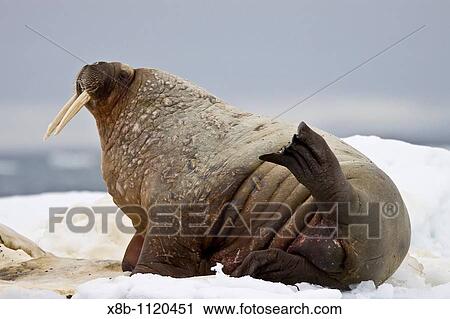 Adult male walrus Odobenus rosmarus rosmarus on multi-year ice floes off Belscheeya Island in the Svalbard Archipelago in the Barents Sea, Norway View Large Photo Image Stock Image - Adult male walrus Odobenus rosmarus rosmarus on multi-year ice floes off Belscheeya Island in the Svalbard Archipelago in the Barents Sea, Norway. Fotosearch