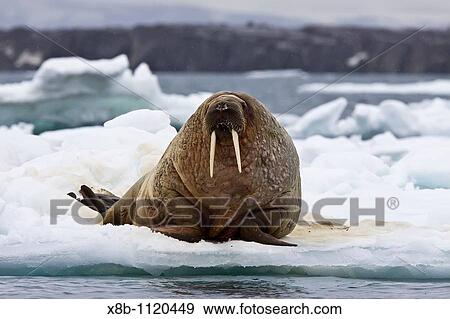 Adult male walrus Odobenus rosmarus rosmarus on multi-year ice floes off Belscheeya Island in the Svalbard Archipelago in the Barents Sea, Norway View Large Photo Image Stock Photo - Adult male walrus Odobenus rosmarus rosmarus on multi-year ice floes off Belscheeya Island in the Svalbard Archipelago in the Barents Sea, Norway. Fotosearch