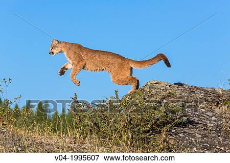 Adult mountain lion (Puma concolor) jumping from a rock, captive, Montana, USA View Large Photo Image Stock Photo - Adult mountain lion (Puma concolor) jumping from a rock, captive, Montana, USA. Fotosearch