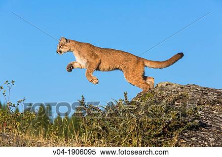 Adult mountain lion Puma concolor jumping from a rock, captive, Montana,  USA Stock Photography | v04-1906095 | Fotosearch