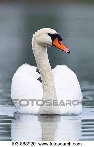 Adult Mute Swan (Cygnus olor) View Large Photo Image Stock Image - Adult Mute Swan (Cygnus olor). Fotosearch