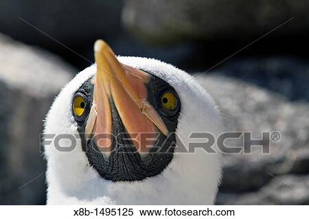 Adult Nazca booby Sula grantii in the Galapagos Island Archipelago, Ecuador MORE INFO Nazca boobies are known for practicing obligate siblicide, where the first of two chicks will force the second and smaller chick out of the nest and to its death View Large Photo Image Stock Photography - Adult Nazca booby Sula grantii in the Galapagos Island Archipelago, Ecuador MORE INFO Nazca boobies are known for practicing obligate siblicide, where the first of two chicks will force the second and smaller chick out of the nest and to its death. Fotosearch