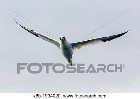 Adult northern gannet (Morus bassanas) on the wing at Runde Island, Norway. View Large Photo Image Stock Image - Adult northern gannet (Morus bassanas) on the wing at Runde Island, Norway.. Fotosearch