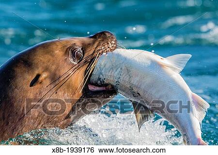 Adult Northern (Steller) sea lion (Eumetopias jubatus) bull catching and eating a salmon in Inian Pass, Southeastern Alaska, USA, Pacific Ocean. View Large Photo Image Stock Photograph - Adult Northern (Steller) sea lion (Eumetopias jubatus) bull catching and eating a salmon in Inian Pass, Southeastern Alaska, USA, Pacific Ocean.. Fotosearch