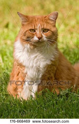 Adult orange cat staring View Large Photo Image Stock Photo - Adult orange cat staring. Fotosearch
