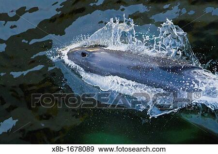 Adult Peale's Dolphin Lagenorhynchus australis bow-riding the National Geographic Explorer near New Island in the Falkland Islands, South Atlantic Ocean View Large Photo Image Stock Photo - Adult Peale's Dolphin Lagenorhynchus australis bow-riding the National Geographic Explorer near New Island in the Falkland Islands, South Atlantic Ocean. Fotosearch