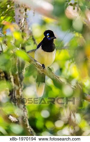 Adult Plush-crested Jay, Cyanocorax chrysops, in Iguaz Falls National Park, Misiones, Argentina, South America. View Large Photo Image Picture - Adult Plush-crested Jay, Cyanocorax chrysops, in Iguaz Falls National Park, Misiones, Argentina, South America.. Fotosearch