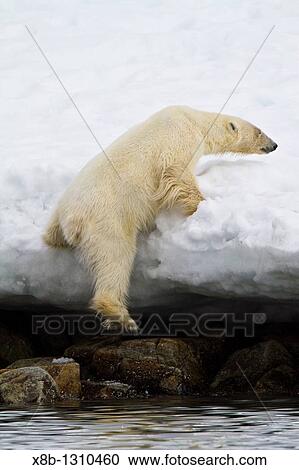 Adult polar bear Ursus maritimus in Holmabukta on the northwest coast of Spitsbergen in the Svalbard Archipelago, Norway View Large Photo Image Stock Image - Adult polar bear Ursus maritimus in Holmabukta on the northwest coast of Spitsbergen in the Svalbard Archipelago, Norway. Fotosearch