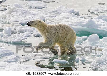 Adult polar bear (Ursus maritimus) on the ice in Bear Sound, Spitsbergen Island, Svalbard, Norway View Large Photo Image Stock Photo - Adult polar bear (Ursus maritimus) on the ice in Bear Sound, Spitsbergen Island, Svalbard, Norway. Fotosearch