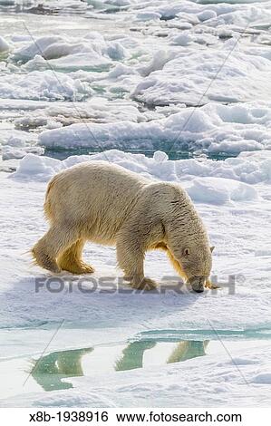 Adult polar bear (Ursus maritimus) on the ice in Bear Sound, Spitsbergen Island, Svalbard, Norway View Large Photo Image Stock Photograph - Adult polar bear (Ursus maritimus) on the ice in Bear Sound, Spitsbergen Island, Svalbard, Norway. Fotosearch