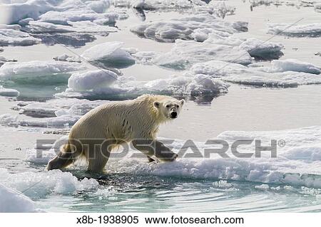 Adult polar bear (Ursus maritimus) on the ice in Bear Sound, Spitsbergen Island, Svalbard, Norway View Large Photo Image Stock Photography - Adult polar bear (Ursus maritimus) on the ice in Bear Sound, Spitsbergen Island, Svalbard, Norway. Fotosearch