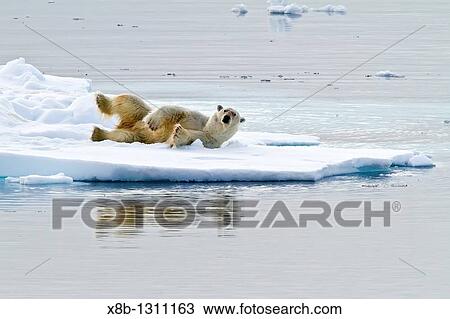 Adult polar bear Ursus maritimus feeding on seal carcass on multi-year ice floes off the coast of Edgeoya Edge Island in the Svalbard Archipelago, Norway View Large Photo Image Stock Image - Adult polar bear Ursus maritimus feeding on seal carcass on multi-year ice floes off the coast of Edgeoya Edge Island in the Svalbard Archipelago, Norway. Fotosearch