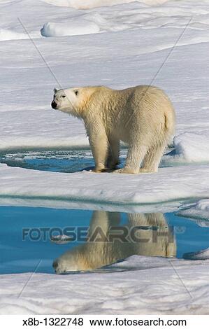 Adult polar bear Ursus maritimus reflected in melt water pool on multi-year ice floes in the Barents Sea off the eastern coast of Edgeya Edge Island in the Svalbard Archipelago, Norway View Large Photo Image Stock Photo - Adult polar bear Ursus maritimus reflected in melt water pool on multi-year ice floes in the Barents Sea off the eastern coast of Edgeya Edge Island in the Svalbard Archipelago, Norway. Fotosearch