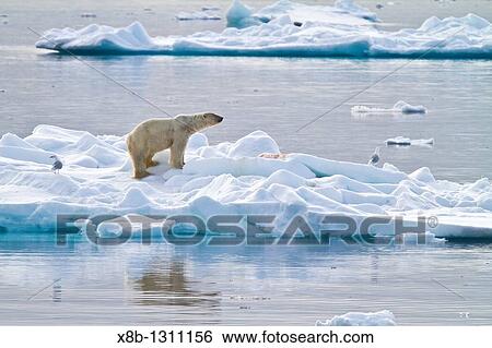 Stock Photograph - Adult polar bear Ursus maritimus feeding on seal carcass on multi-year ice floes off the coast of Edgeoya Edge Island in the Svalbard Archipelago, Norway. Fotosearch