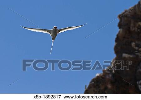 Adult red-billed tropicbird in flight Phaethon aethereus over Isla San Pedro Martir, Gulf of California Sea of Cortez, Baja California, Mexico View Large Photo Image Stock Photo - Adult red-billed tropicbird in flight Phaethon aethereus over Isla San Pedro Martir, Gulf of California Sea of Cortez, Baja California, Mexico. Fotosearch