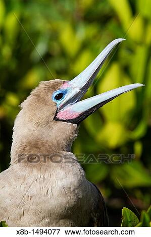 Adult red-footed booby Sula sula in the Galapagos Island Archipelago, Ecuador View Large Photo Image Stock Photo - Adult red-footed booby Sula sula in the Galapagos Island Archipelago, Ecuador. Fotosearch