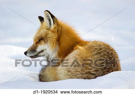 Adult red fox Vulpes vulpes Curls up and goes to sleep after hunting by the roadside at Yellowstone National Park. Mammoth Hot Springs, Wyoming, USA View Large Photo Image Picture - Adult red fox Vulpes vulpes Curls up and goes to sleep after hunting by the roadside at Yellowstone National Park. Mammoth Hot Springs, Wyoming, USA. Fotosearch