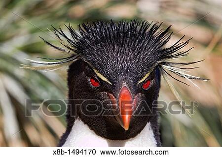 Adult rockhopper penguin Eudyptes chrysocome chrysocome at breeding and molting colony on New Island in the Falkland Islands, South Atlantic Ocean View Large Photo Image Stock Image - Adult rockhopper penguin Eudyptes chrysocome chrysocome at breeding and molting colony on New Island in the Falkland Islands, South Atlantic Ocean. Fotosearch
