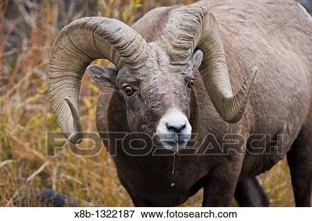 Adult Rocky Mountain bighorn sheep Ovis canadensis canadensis just outside the boundry of Yellowstone National Park near Gardiner, Montana View Large Photo Image Stock Photo - Adult Rocky Mountain bighorn sheep Ovis canadensis canadensis just outside the boundry of Yellowstone National Park near Gardiner, Montana. Fotosearch